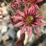 Sempervivum montanum Kukka