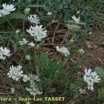 Orlaya grandiflora 形態