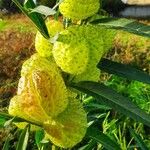 Gomphocarpus physocarpus 果實