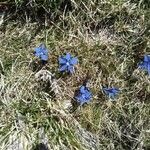 Gentiana vernaFloare