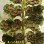 Asplenium hispanicum Otro