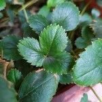 Fragaria chiloensis 葉