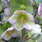 Helleborus orientalisFlor