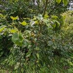 Pyrus cordata Агульны выгляд