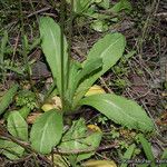 Primula clevelandii Habit