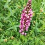 Orchis × spuria ফুল