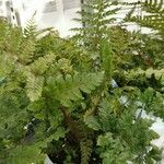 Polystichum polyblepharum Hábito