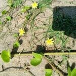 Launaea procumbens Habitat