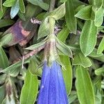 Gentiana angustifolia Цвят