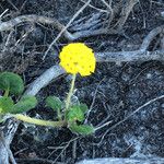 Abronia latifolia ᱛᱟᱦᱮᱸ