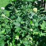 Anemone hupehensis Habitus