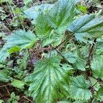 Urtica pilulifera Anders