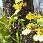 Gomesa bifolia Hábito