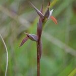 Serapias strictiflora Flower