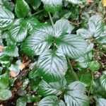 Rubus foliosus Leaf