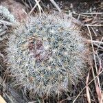 Mammillaria barbata Leht