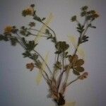 Potentilla arenosa 花