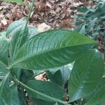 Ardisia humilis Leaf