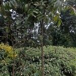 Zanthoxylum gilletii Лист