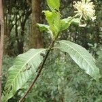 Psychotria altimontana Habitat