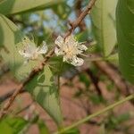 Lagerstroemia parviflora Flower