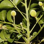 Trichilia glabra Fruit