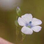 Linum usitatissimumFlower