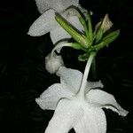 Eucharis × grandiflora