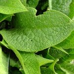 Symphytum caucasicum Folha