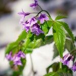 Cardamine pentaphyllosKvět