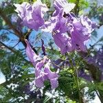 Jacaranda mimosifolia Blüte