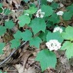 Viburnum acerifolium Habit