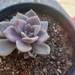 Echeveria laui ഇല