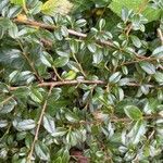 Cotoneaster integrifolius Blad