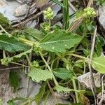 Mercurialis huetii Leaf