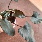 Homalomena rubescens Hoja