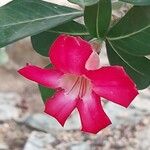 Adenium obesum Flower