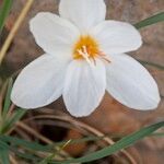 Crocus cancellatus ফুল