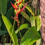 Heliconia psittacorumFleur