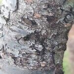 Betula humilis Bark