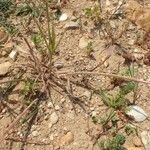 Bromus diandrus Habit