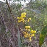 Acacia retinodes Kwiat