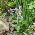 Penstemon procerus Yaprak