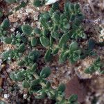 Herniaria ciliolata Likasa