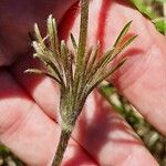 Pulsatilla montana Blad