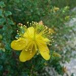 Hypericum balearicum 花