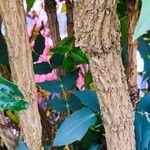 Berberis × hortensis Rusca