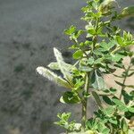 Genista monspessulana عادت داشتن