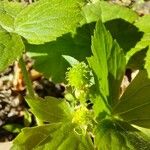 Ranunculus recurvatus Flor