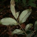 Swartzia leblondii Leaf